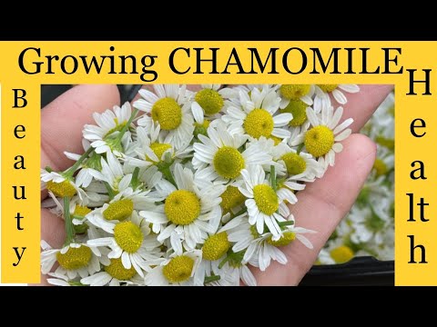 Growing and harvesting CHAMOMILE flowers for its wonderful properties.