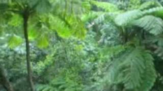preview picture of video 'Rain Forest Zip-Line Adventure - Puerto Rico'