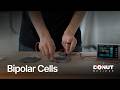 Bipolar Cell I Donut Believe