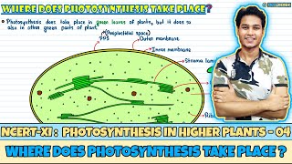 Photosynthesis in Higher Plants| Lec 4- Where Does Photosynthesis Take Place|Class 11|NEET|Neetology