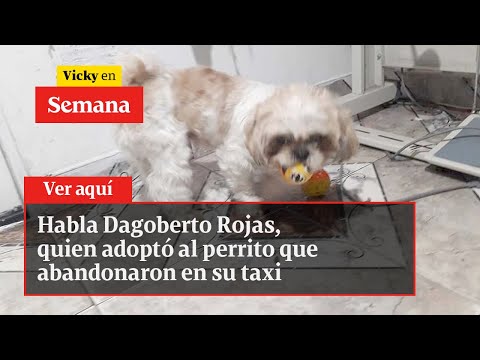 🔴 Habla Dagoberto Rojas, quien adoptó al perrito que abandonaron en su taxi | Vicky en Semana