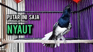 Download lagu SUARA BURUNG kacer gacor NGEPLONG tarung ini paling ampuh buat PANCINGAN KACER agar EMOSI NYAUT mp3