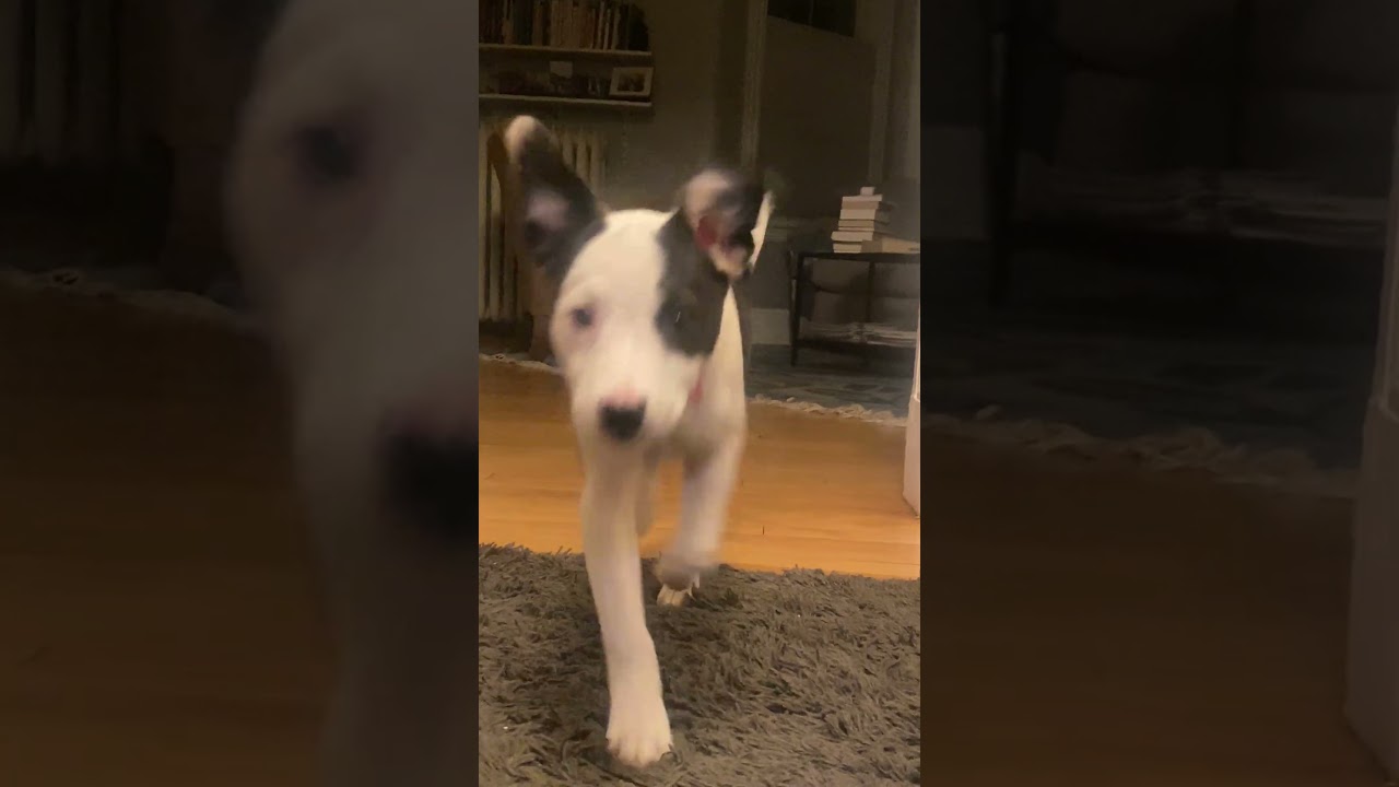 Enlarge Jemma is in Maine!, a Adoptable mixed breed in South Portland, ME video 5/6