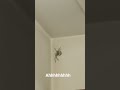 There is a spider and Billy and I aren’t really keen on spiders