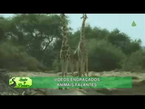 Videos Engracados - Animais Falantes (HDTV)