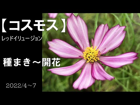 コスモスの種の育て方は？特別な注意が必要ですか?  庭園