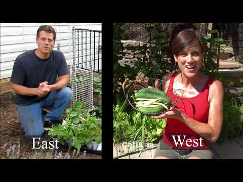 Growing Cucumbers Starting, Planting, Feeding, Trellising & Harvesting - Gardening Coast2Coast(3)