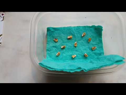 Kolla grobarhet / grodda fröer