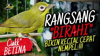 Download lagu CIAK BETINA KECIAL KUNING AMPUH RANGSANG BIRAHI BIKIN KECIAL CEPAT NEMPEL‼️ mp3