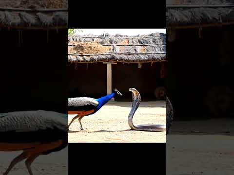 Peacock Attacks Cobra in Village – Very Rare Scene Captured#Peacock #CobraFight #RareAnimalScene