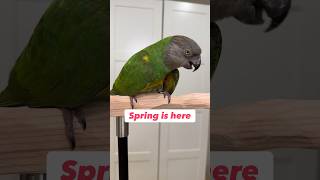 Spring Hormones in Parrots #birds