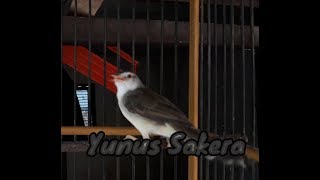 Download lagu 10 MENIT FULL MASTERAN PRENJAK KLIK | PRENJAK SAWAH | PRENJAK PARI mp3