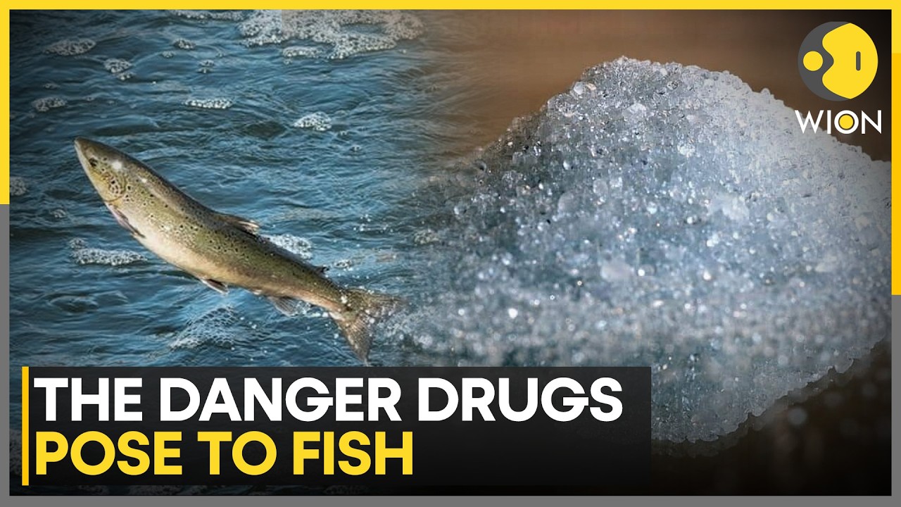 New Study Says Cocaine Makes Fish More Vulnerable To Predators | WION