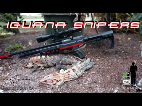 Iguana Snipers 34: Iguana Solutions hunts green iguanas and spiny tailed iguanas with pcp airrifle
