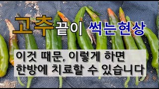 고추 끝이 썩는 현상 이것 때문입니다 이렇게 하면 한방에 치료할 수 있습니다. #고추 칼슘부족 #고추 담배나…