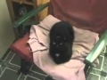 Crazy Guy Yelling At His Cats IN REVERSE