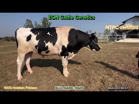 MARS: 8037-100% HF (EON Cattle Genetics), National ID:11HF8037,মার্স