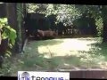 Delhi Zoo Tragedy White Tiger Killed A Person Video News Part 2
