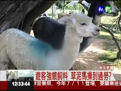 人氣紅不讓! 草泥馬操到過勞?