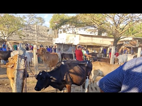 tiangue de Nueva Guadalupe, San Miguel, El Salvador, miércoles 04 de marzo 2026