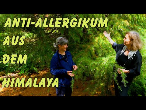 Himalaya Zeder bei Heuschnupfen und Stress?
