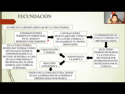 EMBRYOLOGY: FIRST WEEK OF DEVELOPMENT: FROM OVULATION TO IMPLANTATION