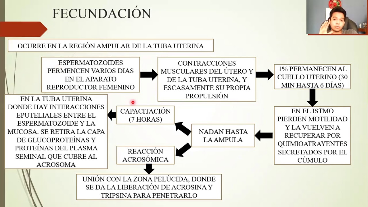 EMBRIOLOGÍA: PRIMERA SEMANA DE DESARROLLO: DE LA OVULACIÓN A LA IMPLANTACIÓN
