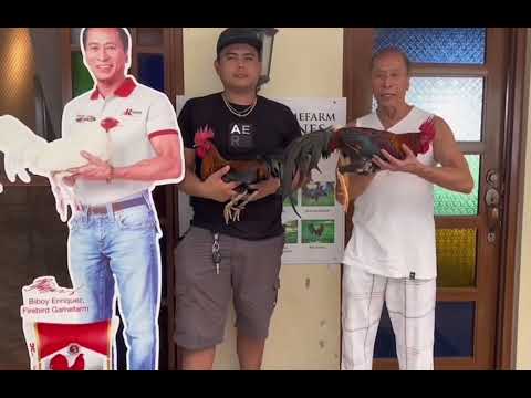 Firebird GF Melsims Black & Yellow Legged Hatch