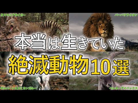 メキシコで絶滅した動物 -