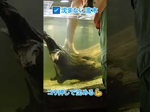 庭を彩る枯れ木、流木、切り株  庭園