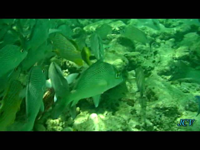 snorkeling with tropical fish - Riviera Maya Mexico