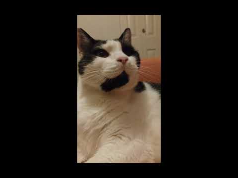 Fat Cat Lip Smacking When Human Lip Smacks - Mimicking ****** Original Video ******