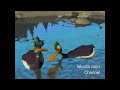 What If Hollywoodedge Bird Duck Quacks Clos PE020501 Was In Open Season 2006