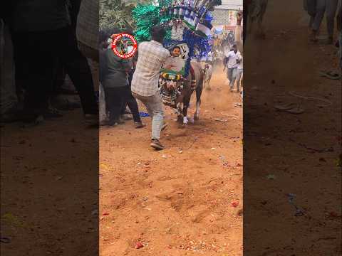 Jallikattu #trending#yt shorts#youtube shorts#ysrcp#ysr#jagan agenda#jagan 2.0#ysr bulls#yt#ysr song