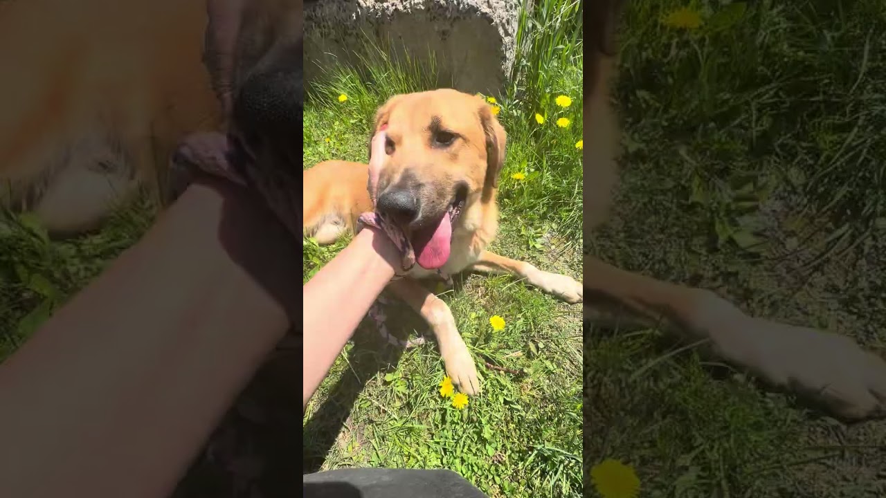 Koby, an adopted mixed breed in Bedford Hills, NY video 2/6