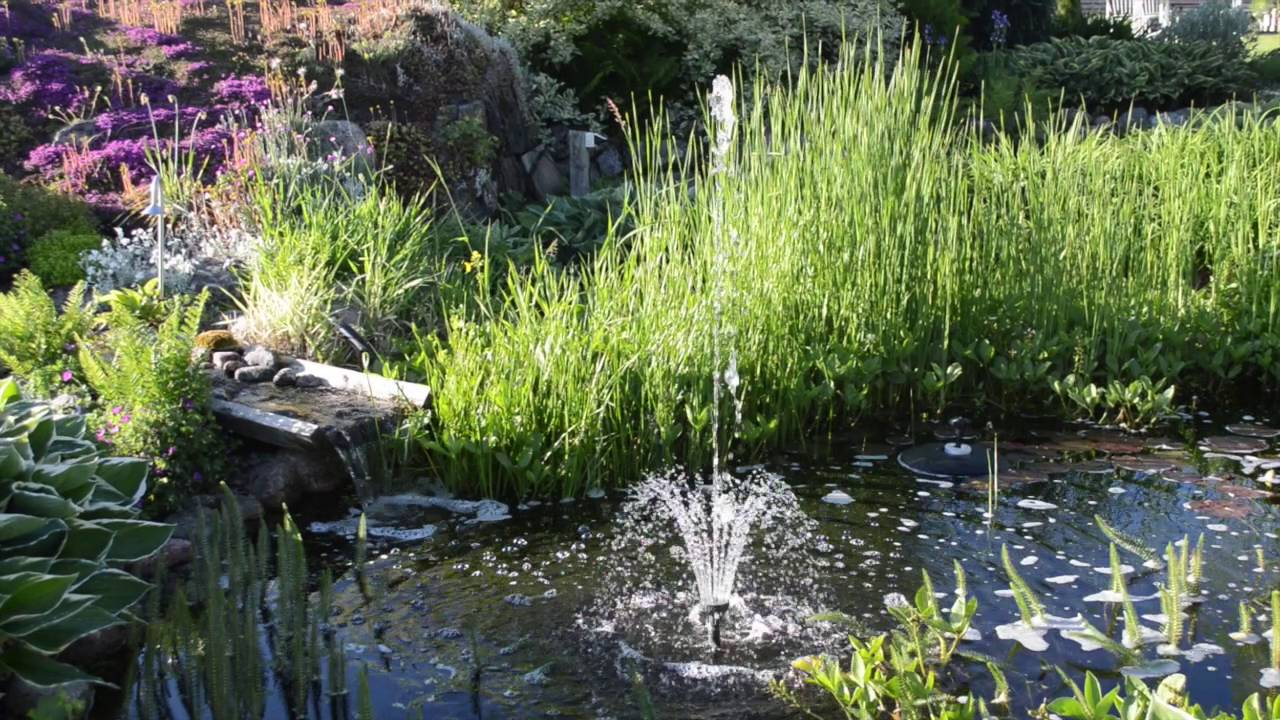 sicce Syncra Pond example