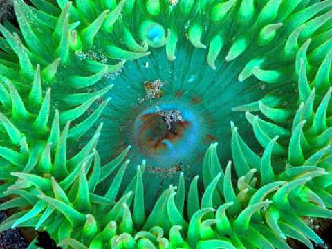 Thupten Pema Lama, Steve Roach - Prayer to the Protector