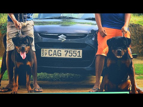 1 year | rottwailler puppy