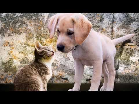 MÚSICAS INTERNACIONAIS ROMÂNTICAS Vol  2