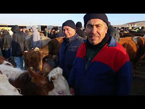 Sorgun, February 12th, LIVE ANIMAL MARKET, Part 2, Yozgat