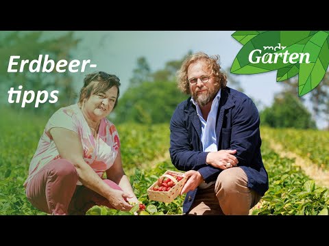 So gelingt der Erdbeeranbau im Freiland | MDR Garten