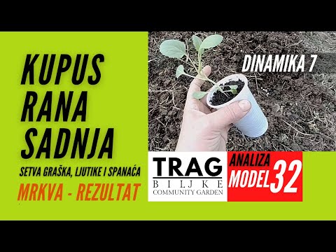 CABBAGE - EARLY PLANTING - MODEL 32 FOR QUICK GROWING (2022) [TRACE OF THE PLANT]