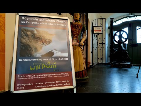 Rückkehr auf leisen Pfoten – Die Wildkatze