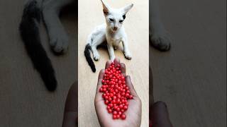 Beads ASMR 😻 Satisfying Reverse Cat Vibes 🧶#shorts #cat #beads #asmrcat #satisfyingvideo