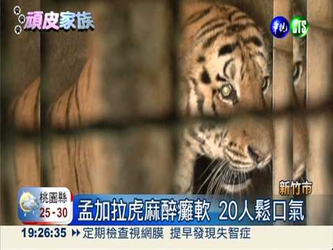 孟加拉虎健檢 出動20人才搞定