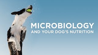 Microbiology & Your Dog's Nutrition