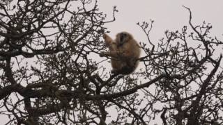 preview picture of video 'A Trip to Lake District Wildlife Park'