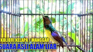 Download lagu Kolibri kelapa || manggar burung bersuara di pagi hari dengan suara original mencari lawan mp3