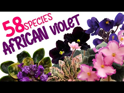 58 AFRICAN VIOLET VARIETIES | HERB STORIES