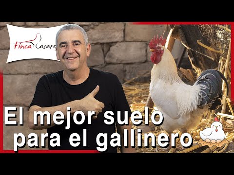 What is the best bedding for chickens? ✅